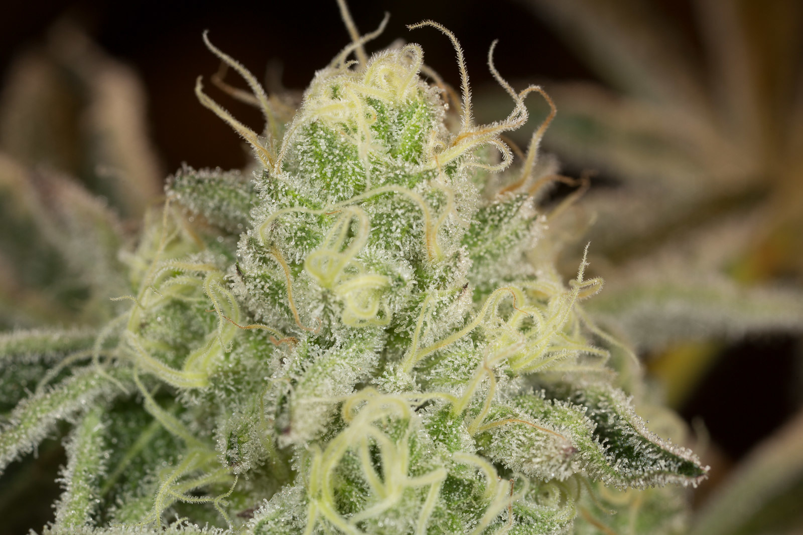 Dinafem - Wedding Cake (fem.)