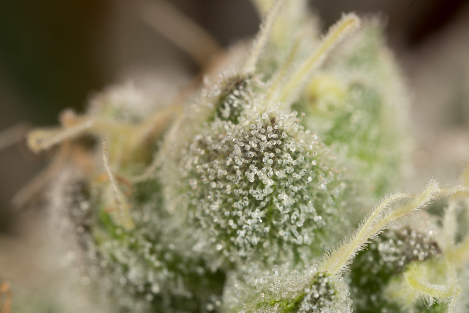 Dinafem - Wedding Cake (fem.)