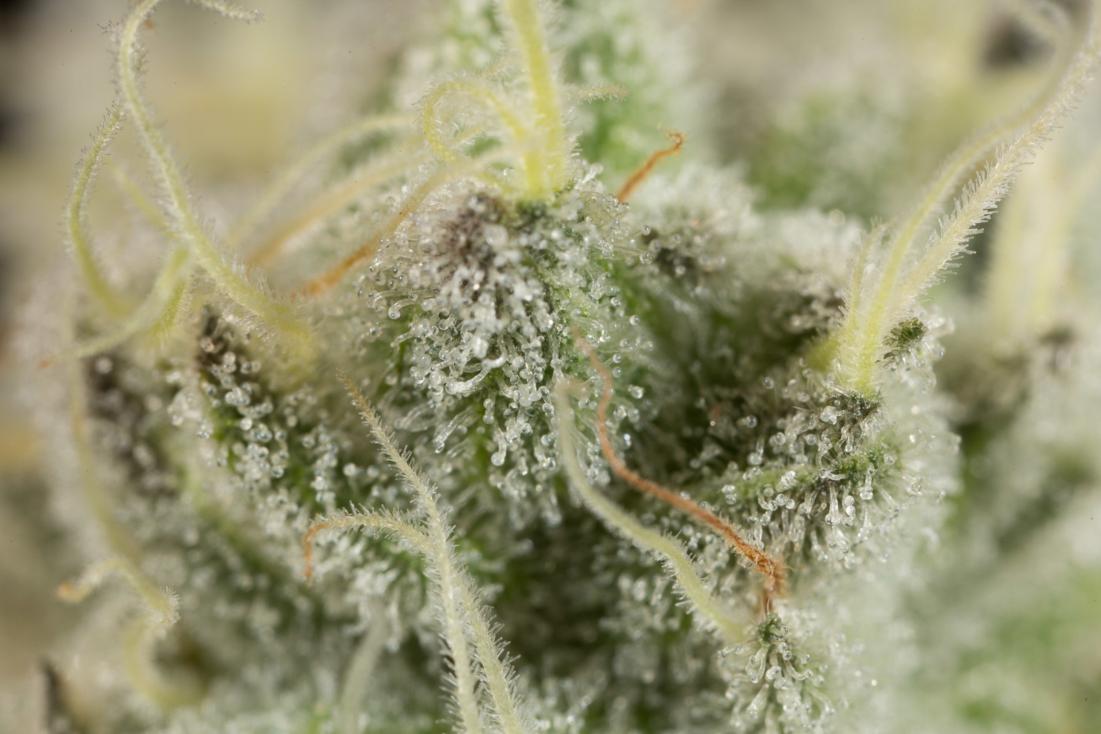 Dinafem - Wedding Cake (fem.)