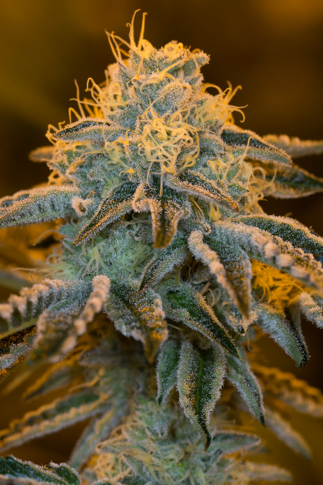 Dinafem - Wedding Cake (fem.)