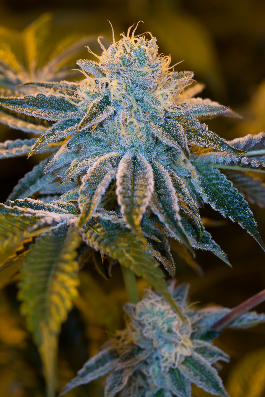 Dinafem - Wedding Cake (fem.)