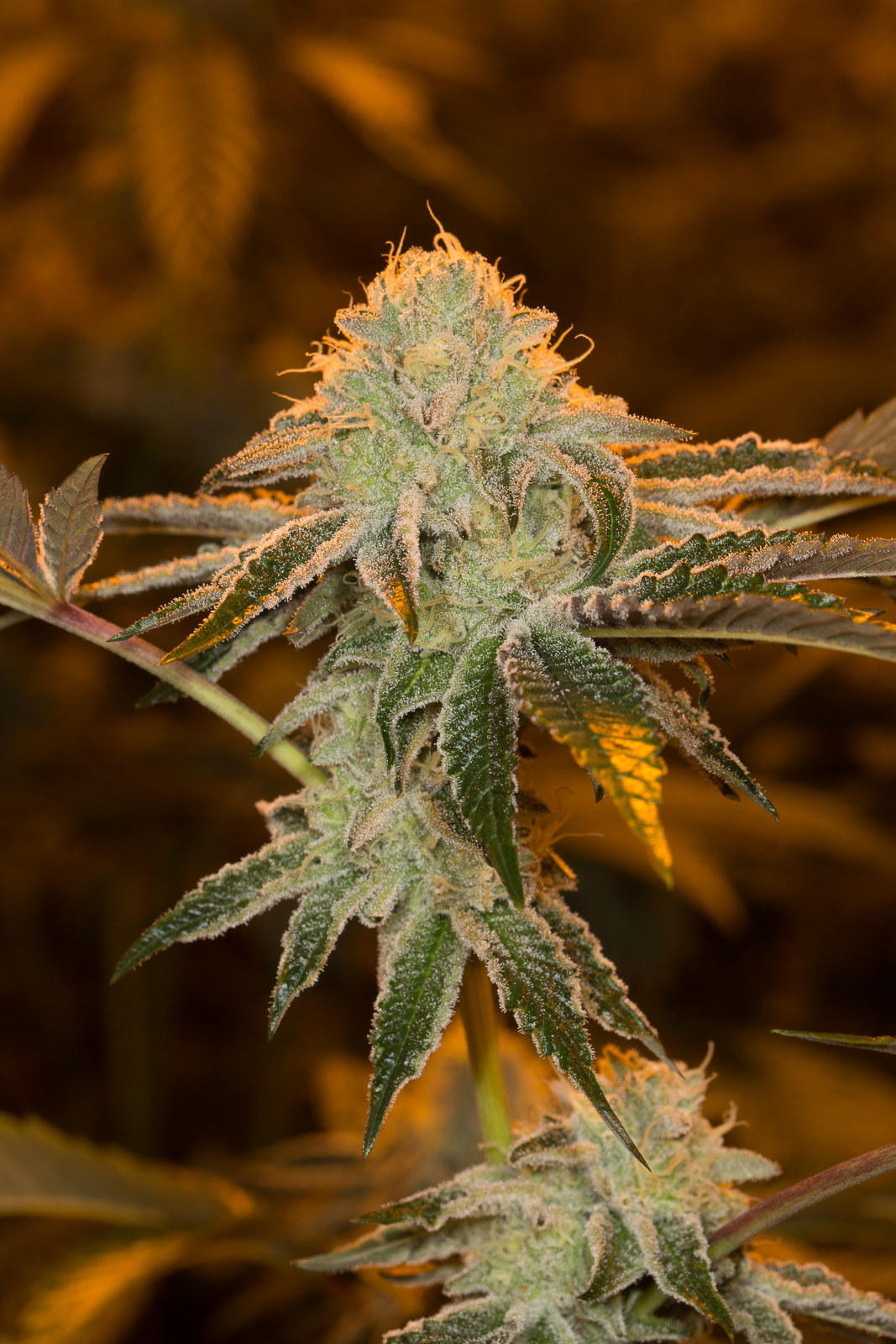 Dinafem - Wedding Cake (fem.)