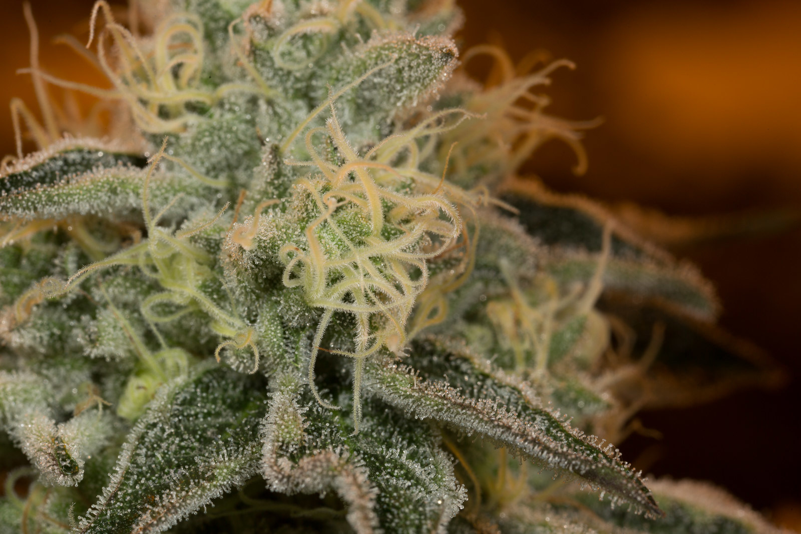 Dinafem - Wedding Cake (fem.)