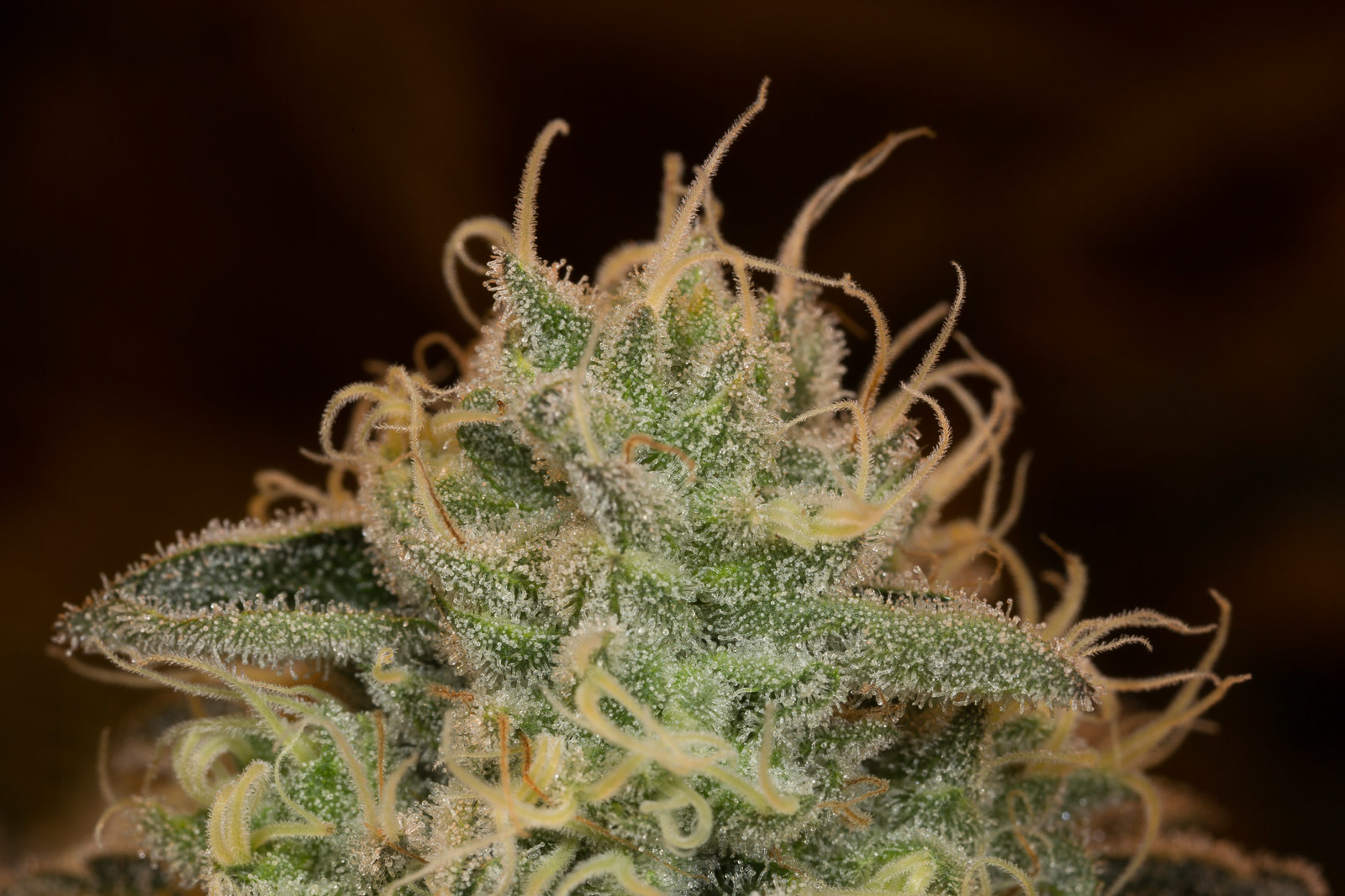 Dinafem - Wedding Cake (fem.)