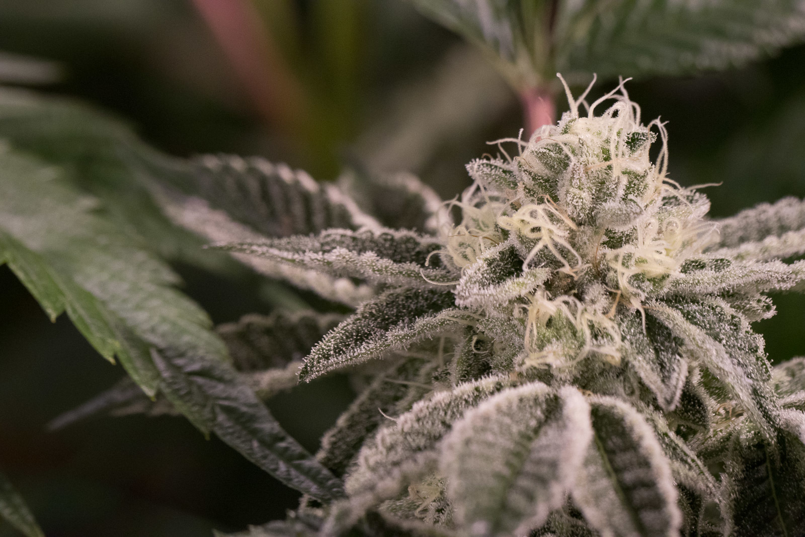 Dinafem - Wedding Cake (fem.)