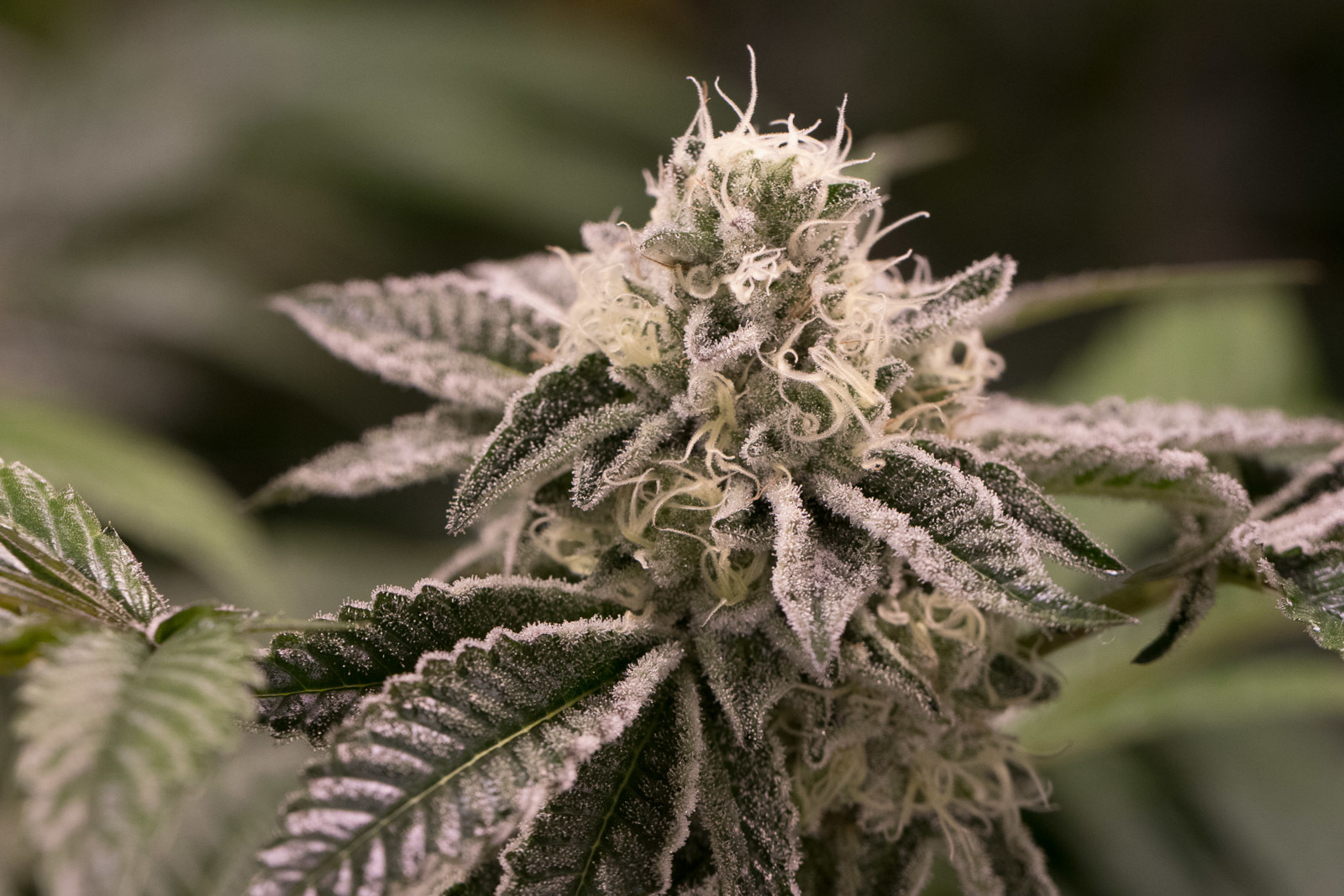 Dinafem - Wedding Cake (fem.)