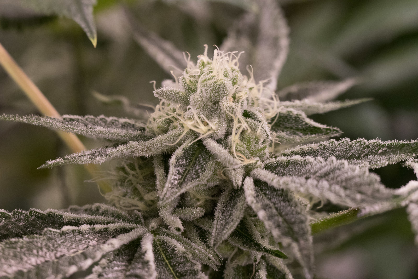 Dinafem - Wedding Cake (fem.)
