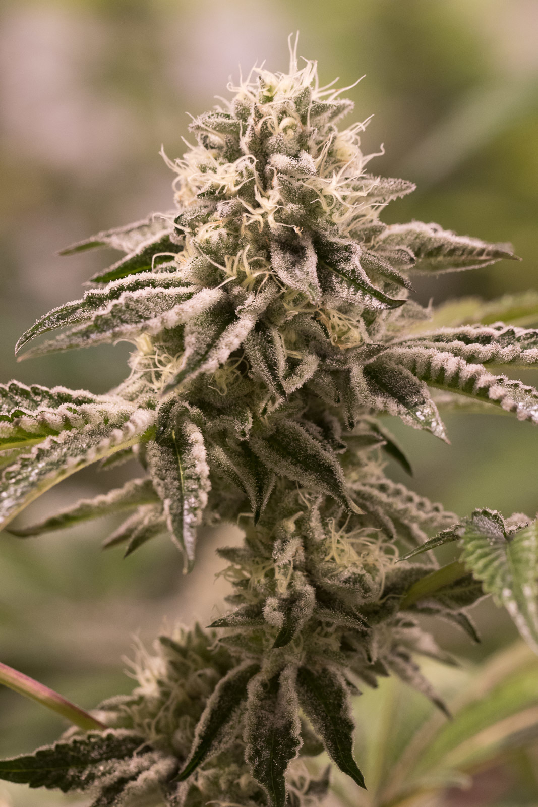 Dinafem - Wedding Cake (fem.)