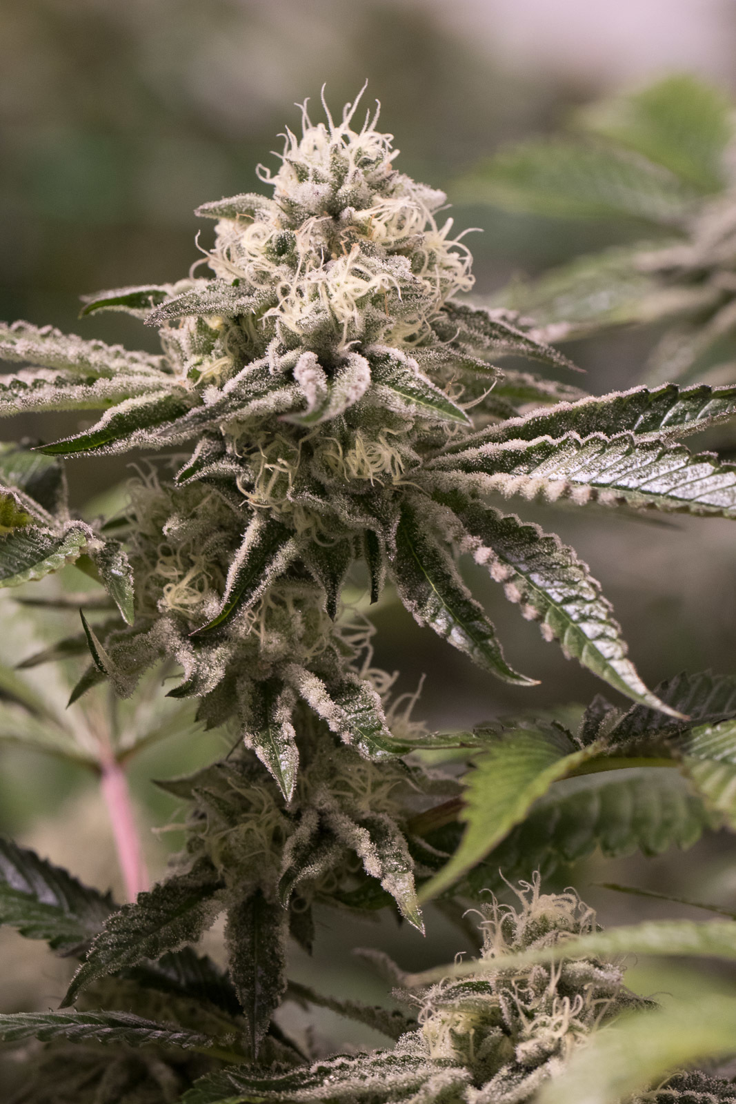 Dinafem - Wedding Cake (fem.)