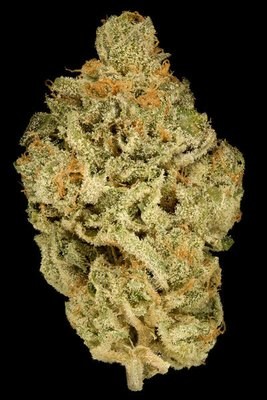Dinafem - Zkittlez (fem.) 06321