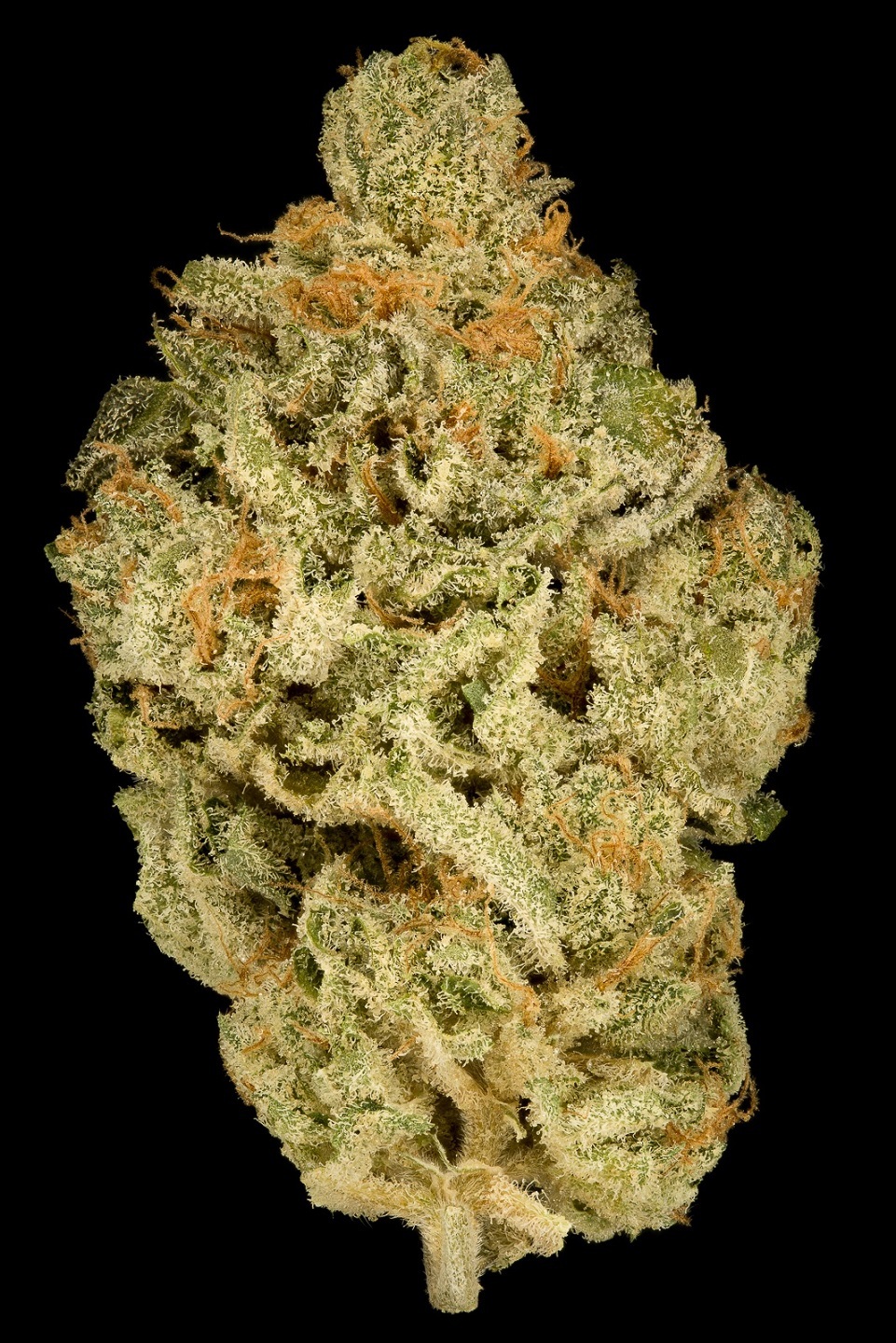 Dinafem - Zkittlez (fem.)