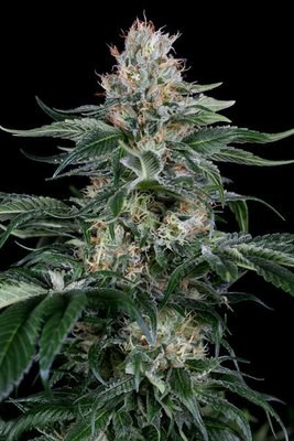 Dinafem - Orange Juice (fem.) 06325