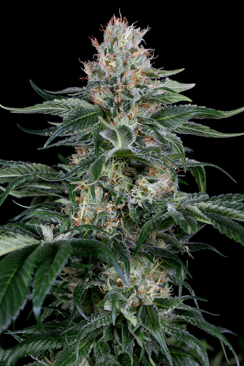 Dinafem - Orange Juice (fem.)