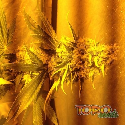 Toro Seeds - Matador (fem.) toro1