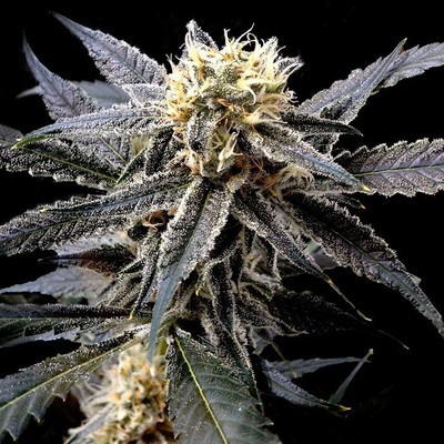 Reserva Privada (DNA Genetics Seeds) - Strawberry Banana (fem.) 🏆 06330
