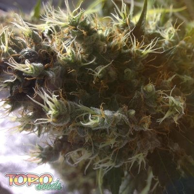 Toro Seeds - Seven Heaven (fem.) toro3
