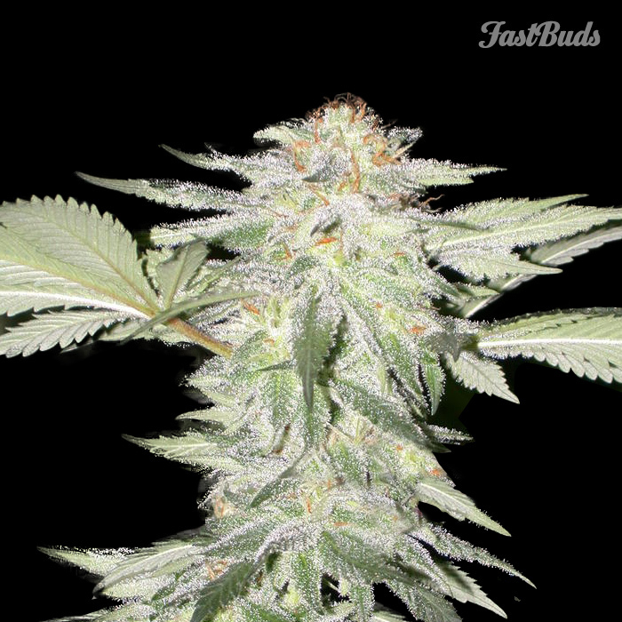 FastBuds - Crystal METH (auto/fem.)