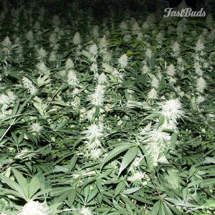 FastBuds - Crystal METH (auto/fem.)