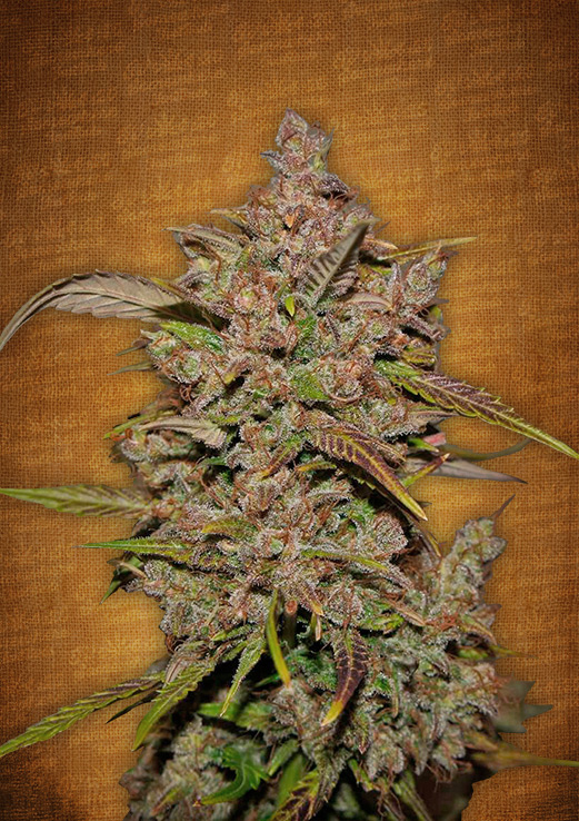 FastBuds - Crystal METH (auto/fem.)