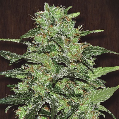 Ace Seeds - Malawi (fem.)