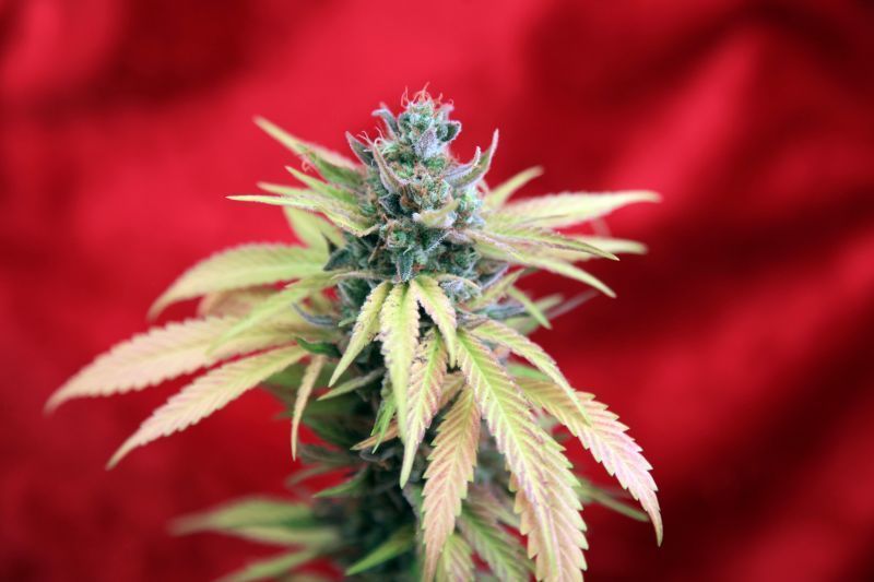 Reggae Seeds - Blackdance (fem.)