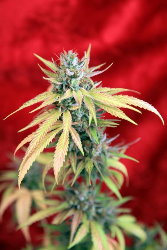 Reggae Seeds - Blackdance (fem.)