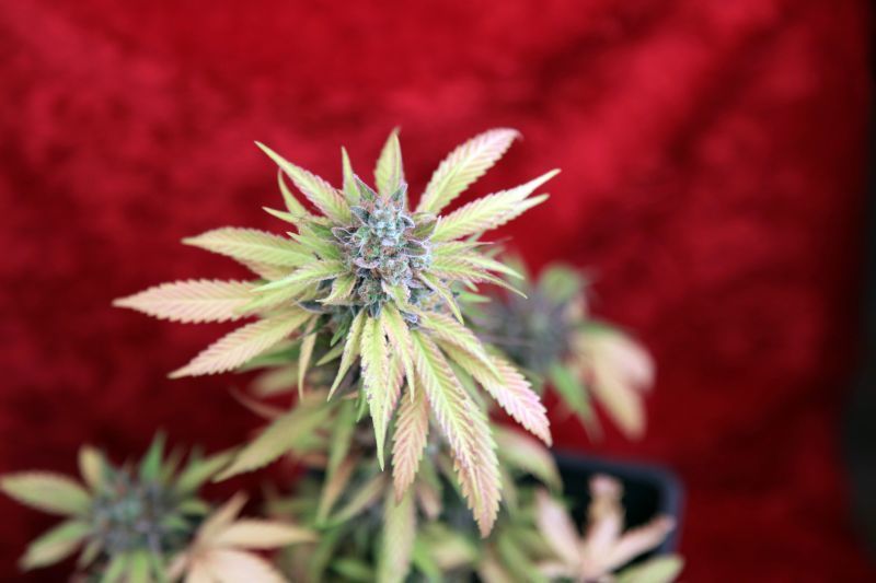 Reggae Seeds - Blackdance (fem.)