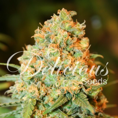 Delicious Seeds - Critical Super Silver Haze (fem.) 02517