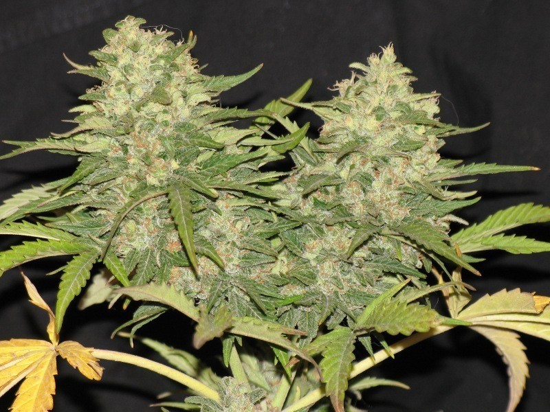Delicious Seeds - Critical Super Silver Haze (fem.)