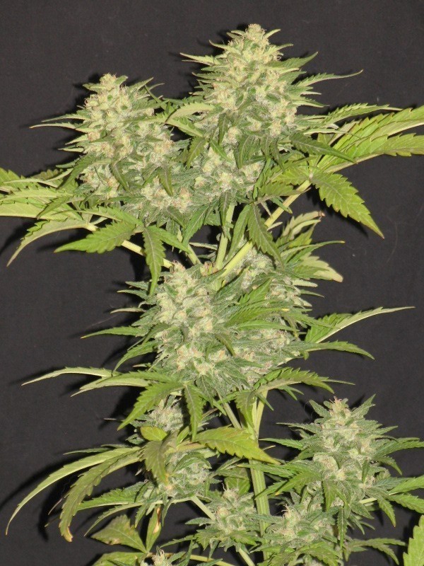 Delicious Seeds - Critical Super Silver Haze (fem.)