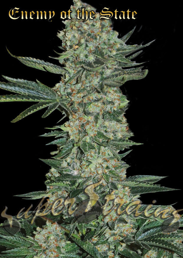 Super Strains Seeds - Enemy Of The State (fem.)