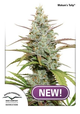 Dutch Passion - Mokum's Tulip (fem.) 06347