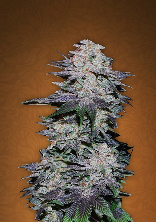 FastBuds - Blackberry (auto/fem.)