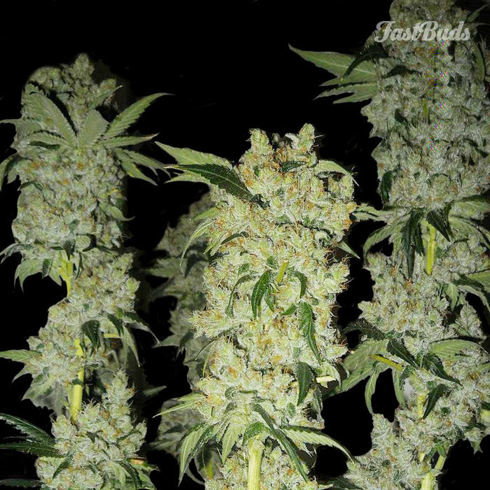 FastBuds - C4 (auto/fem.)