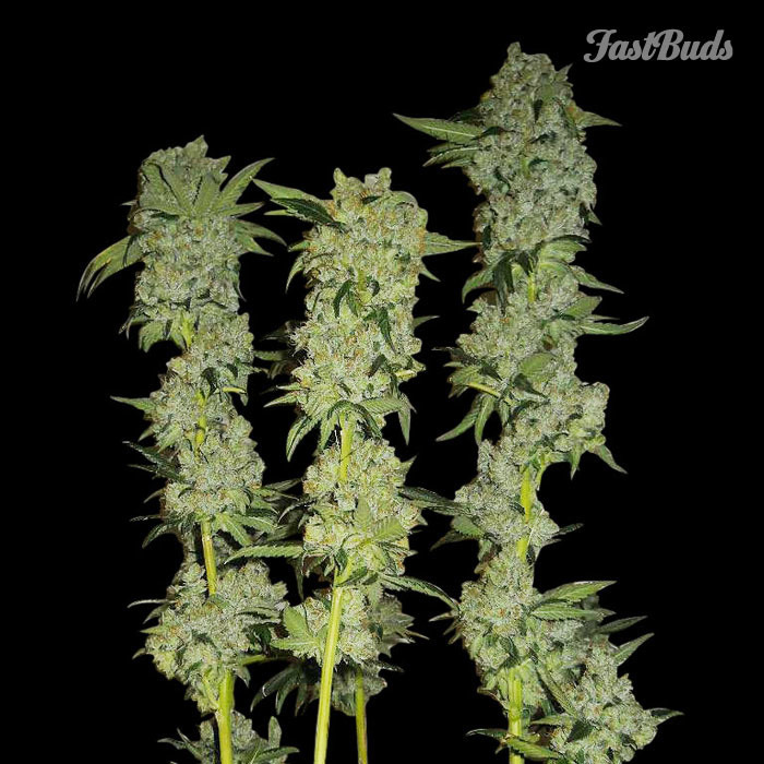 FastBuds - C4 (auto/fem.)