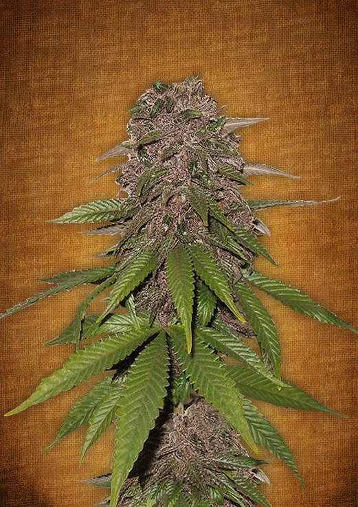 FastBuds - C4 (auto/fem.)