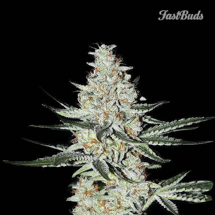 FastBuds - Californian Snow (auto/fem.)