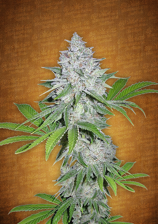 FastBuds - Californian Snow (auto/fem.)