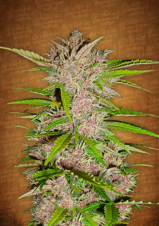 FastBuds - Fastberry (auto/fem.)