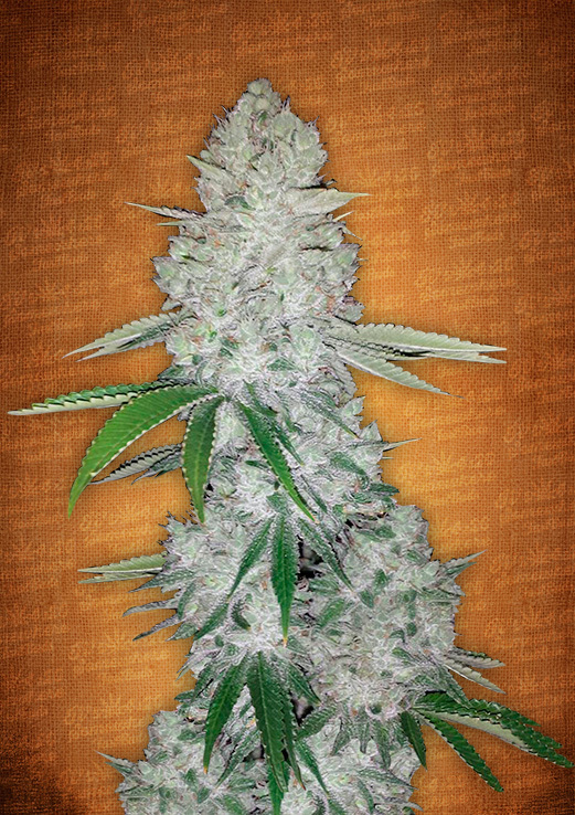 FastBuds - Glue Auto aka Gorilla Glue Auto (auto/fem.)