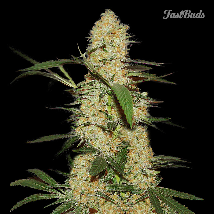 FastBuds - Grapefruit (auto/fem.)