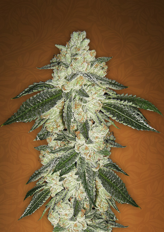 FastBuds - Green Crack (auto/fem.)