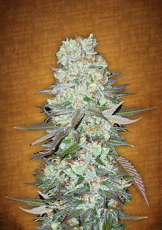 FastBuds - G14 (auto/fem.)