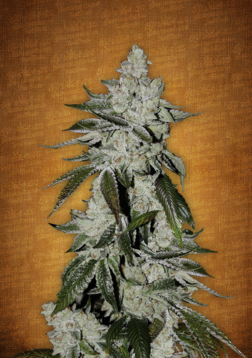 FastBuds - Cookies Auto aka Girl Scout Cookies (auto/fem.)