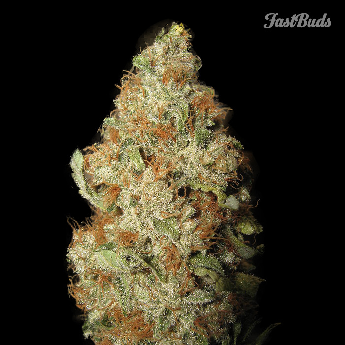FastBuds - LSD-25 (auto/fem.)