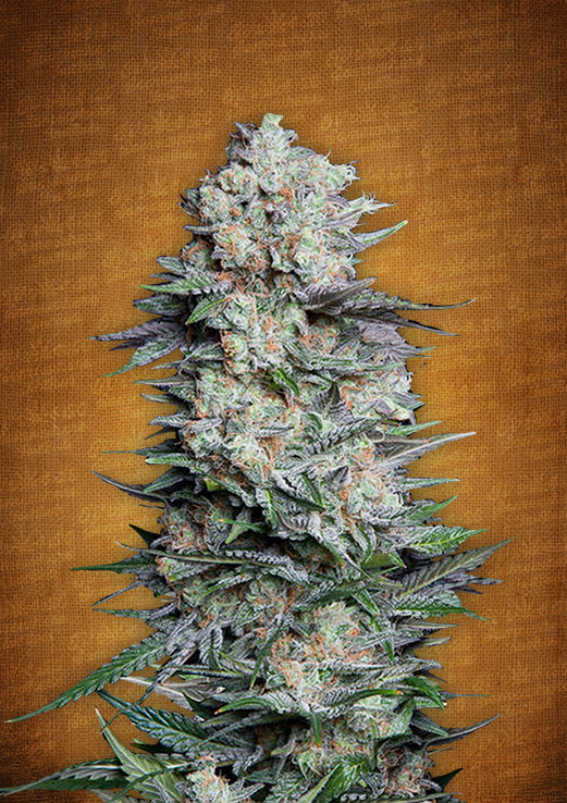 FastBuds - Mexican Airlines (auto/fem.)
