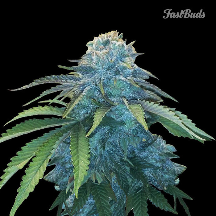 FastBuds - Northern Express (auto/fem.) FastBuds - Northern Express (auto/fem.)