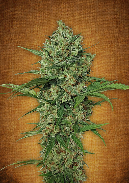 FastBuds - Northern Express (auto/fem.) FastBuds - Northern Express (auto/fem.)