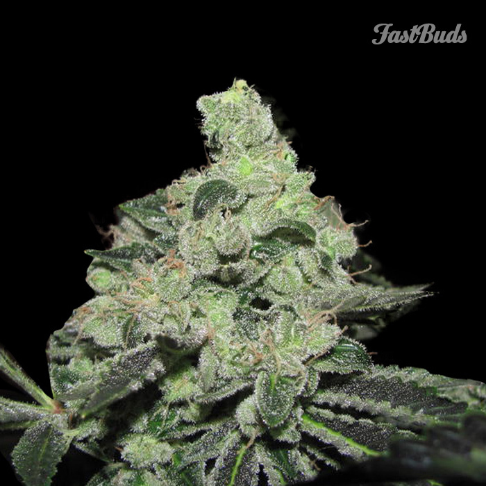 FastBuds - Pineapple Express (auto/fem.)