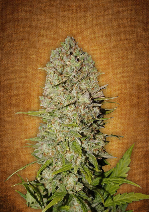 FastBuds - Pineapple Express (auto/fem.)